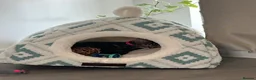 Domestic Shorthair cats for sale: Female - luna  - Advert 1