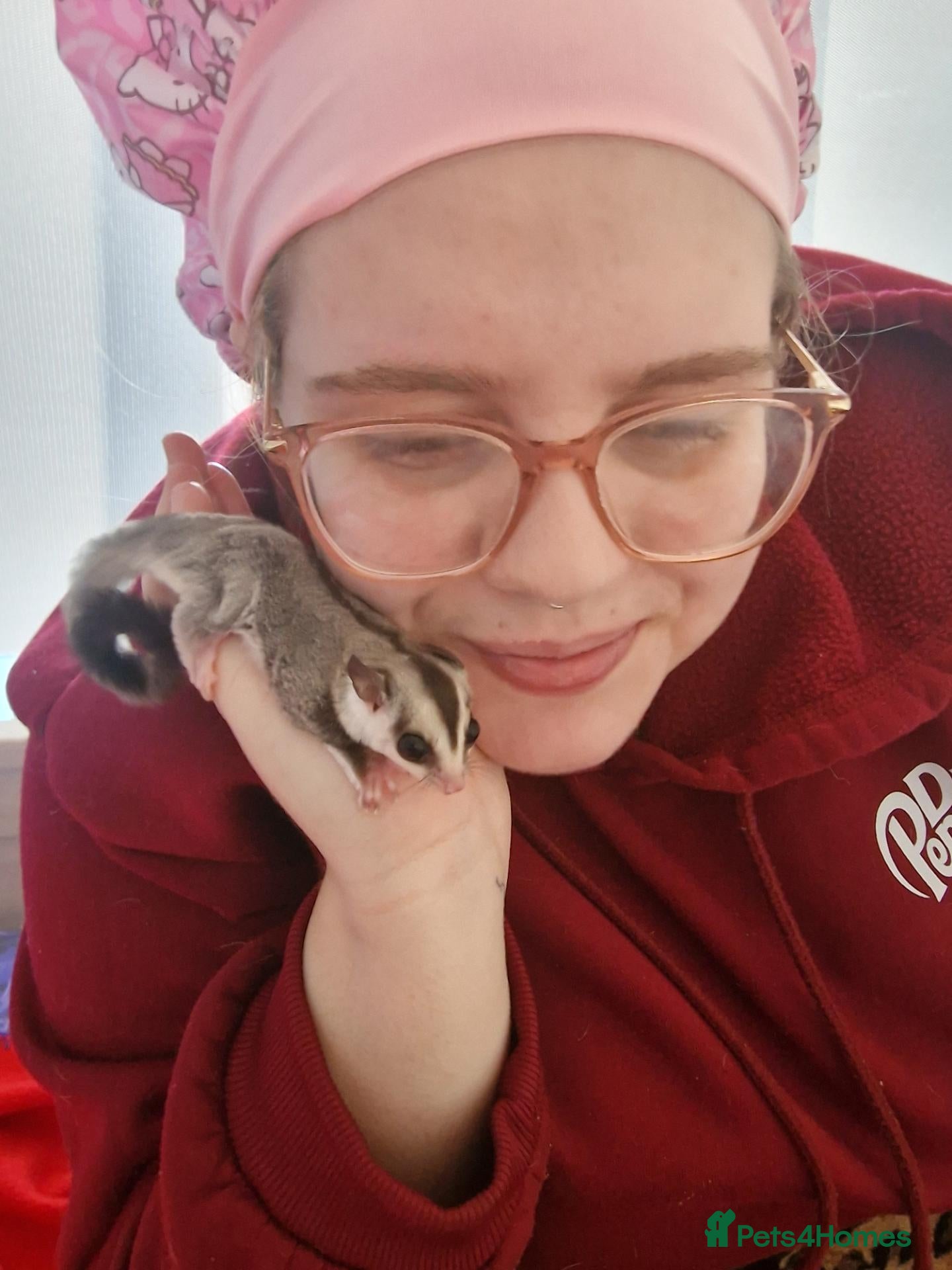 Sugar Glider rodents Sugar gliders - Advert 1