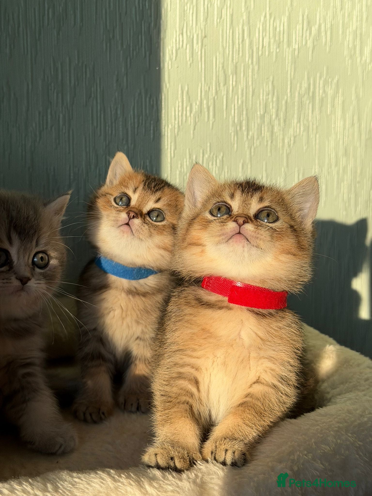 British Shorthair cats ⭐️Stunning BSH kittens GCCF registered ⭐️ - Advert 3