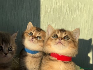 British Shorthair cats ⭐️Stunning BSH kittens GCCF registered ⭐️ - Advert 5