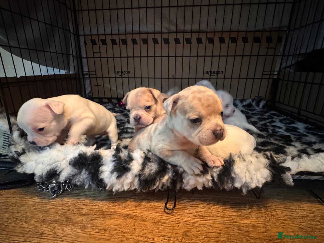 Mixed Breed dogs for sale: French bulldog x American bulldog Ready Now  - Advert 12