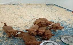 Labrador Retriever dogs for sale: Kc reg fox red working Labradors  - Image 5