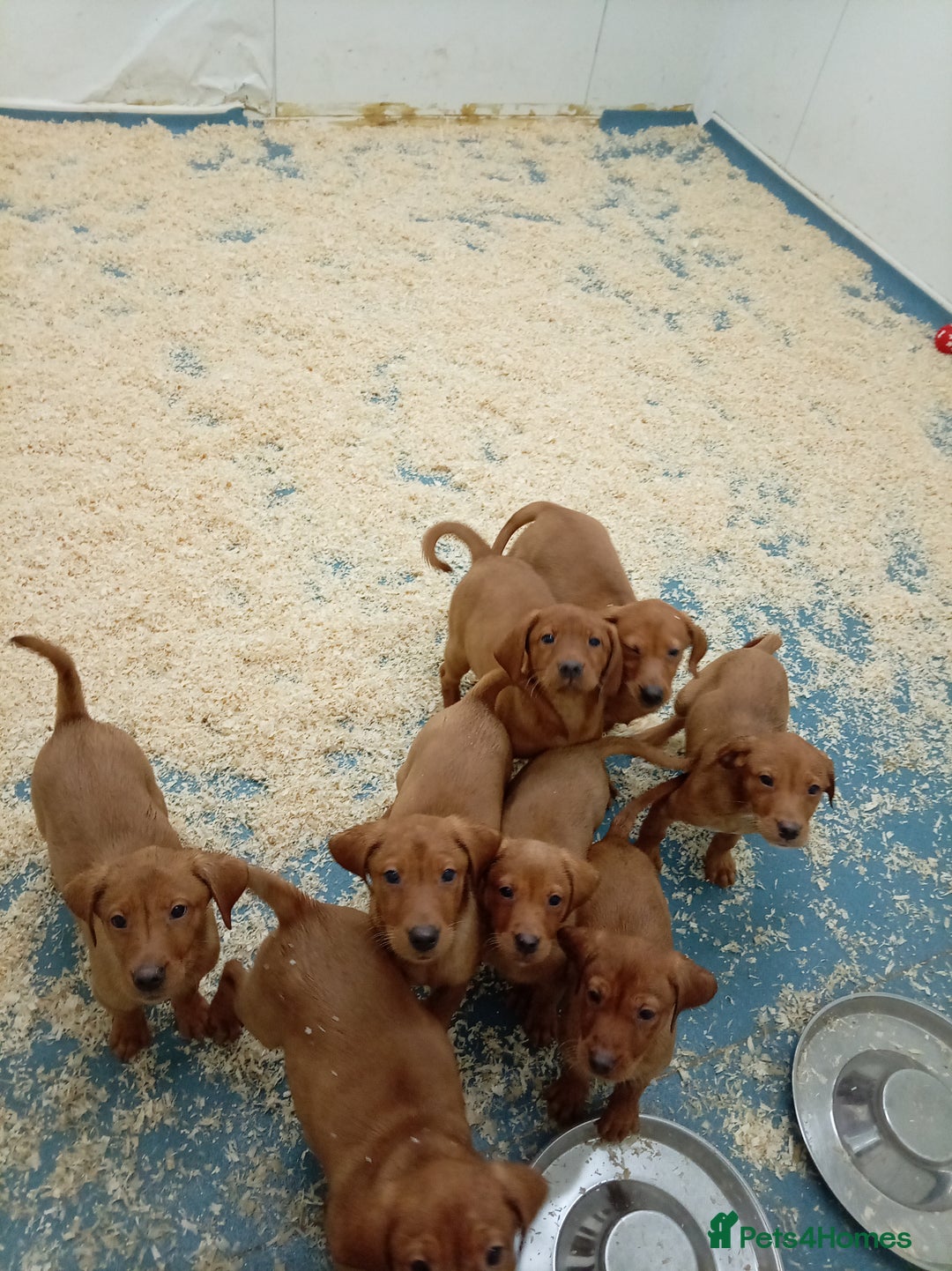 Labrador Retriever dogs for sale: Kc reg fox red working Labradors  - Image 5