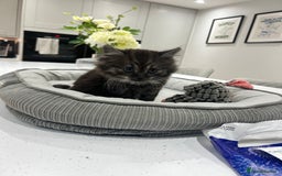Persian cats for sale: 🌟 2 Chinchilla Persian Boy Kittens 🌟 - Image 10