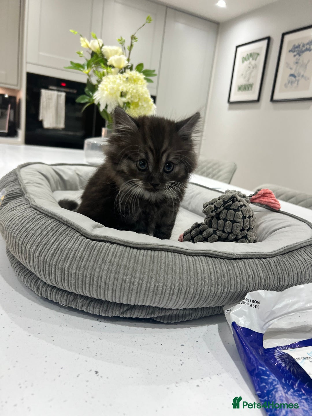 Persian cats for sale: 🌟 2 Chinchilla Persian Boy Kittens 🌟 - Image 10