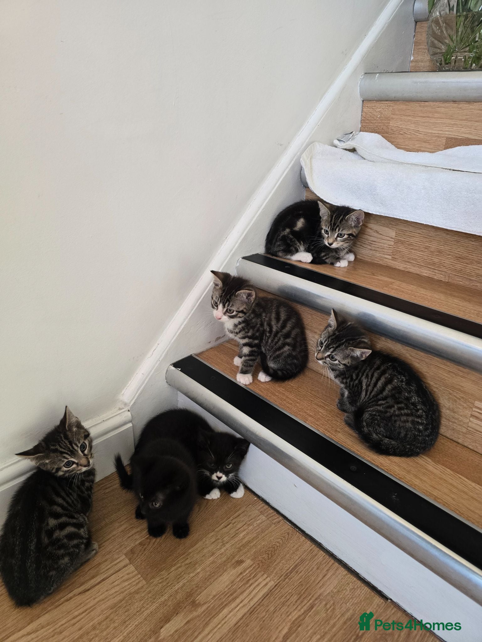 Mixed Breed cats Adorable Kittens Looking for Loving Homes baby cat - Advert 2
