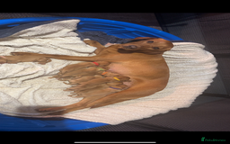 Labrador Retriever dogs for sale: Fox red Labrador puppies  - Image 2