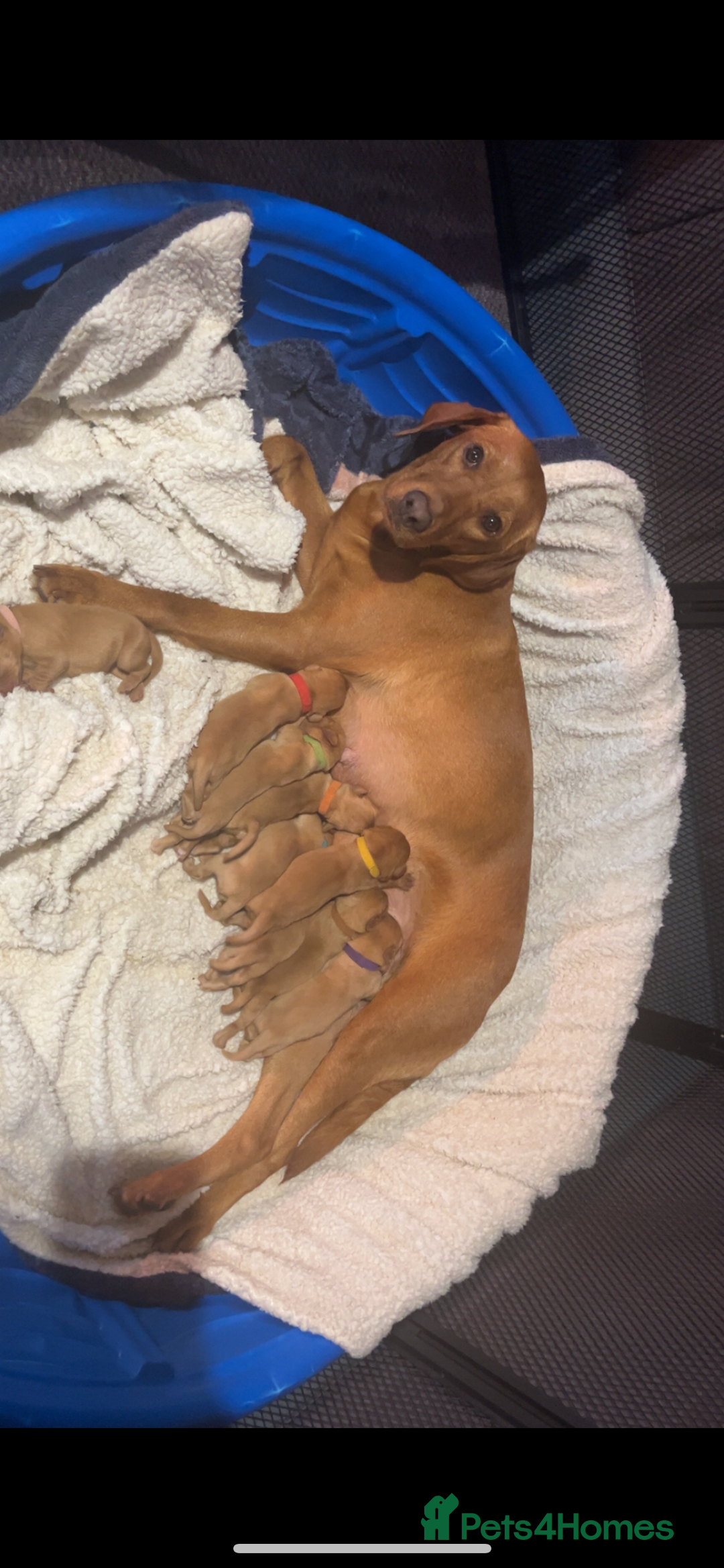 Labrador Retriever dogs for sale: Fox red Labrador puppies  - Image 2