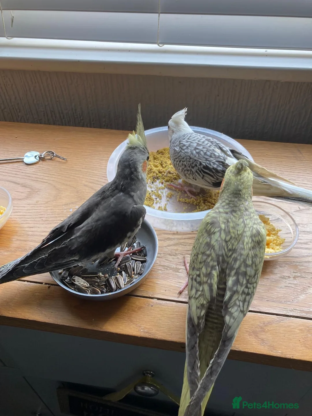 Cockatiels birds for sale: Hand reared and tamed baby cockatiels  - Advert 12