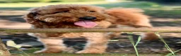 Mixed Breed dogs for sale: ❤️❤️ AUSTRALIAN GOLDENDOODLES ARE COMING SOON❤️❤️ in Northallerton - Advert 5