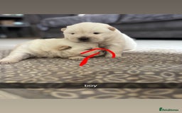 Chow Chow dogs for sale: chow chow puppies  - Image 9