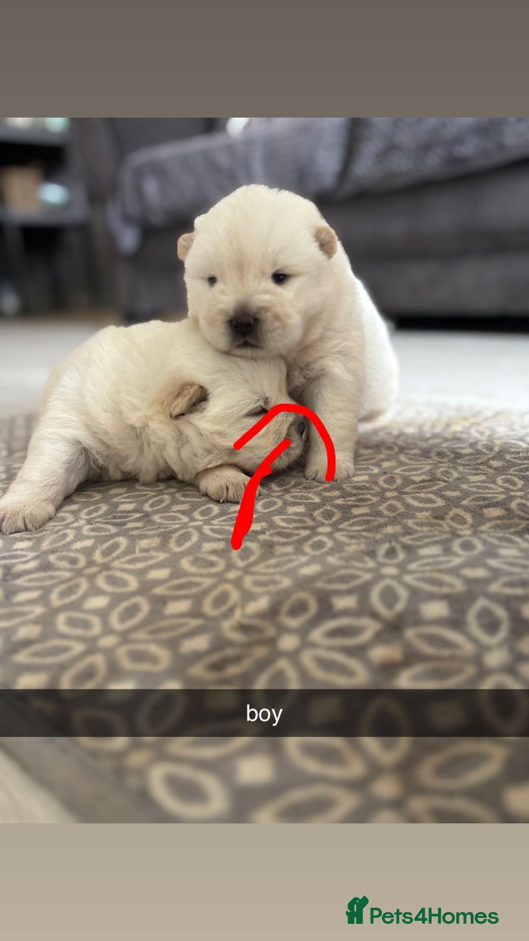 Chow Chow dogs for sale: chow chow puppies  - Image 9