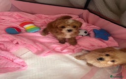 Maltipoo dogs for sale: 💫Tiny Red Boys Available Now💫 - Image 9