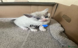 British Shorthair cats for sale: 6 adorable BSH kittens looking for forever homes  - Image 4