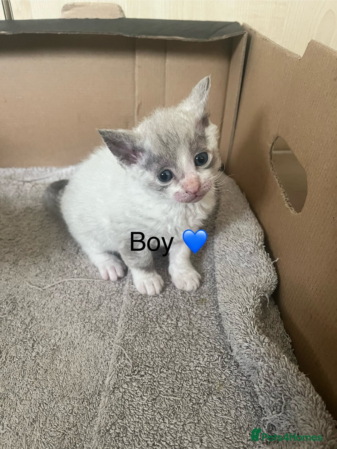 British Shorthair cats for sale: 6 adorable BSH kittens looking for forever homes  - Image 4
