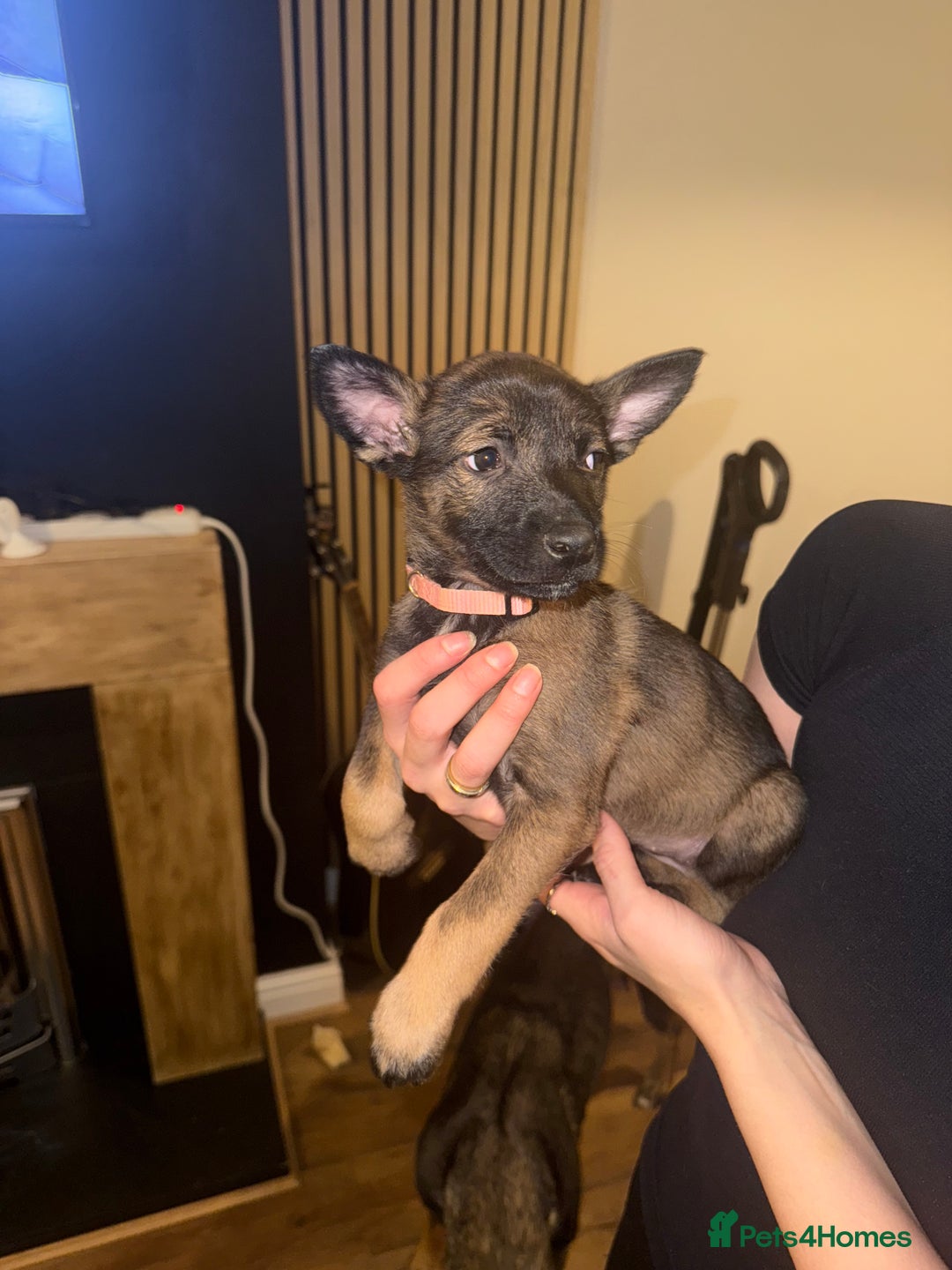 Belgian Shepherd Dog dogs for sale: Pure Belgian Malinois Puppies - Advert 35