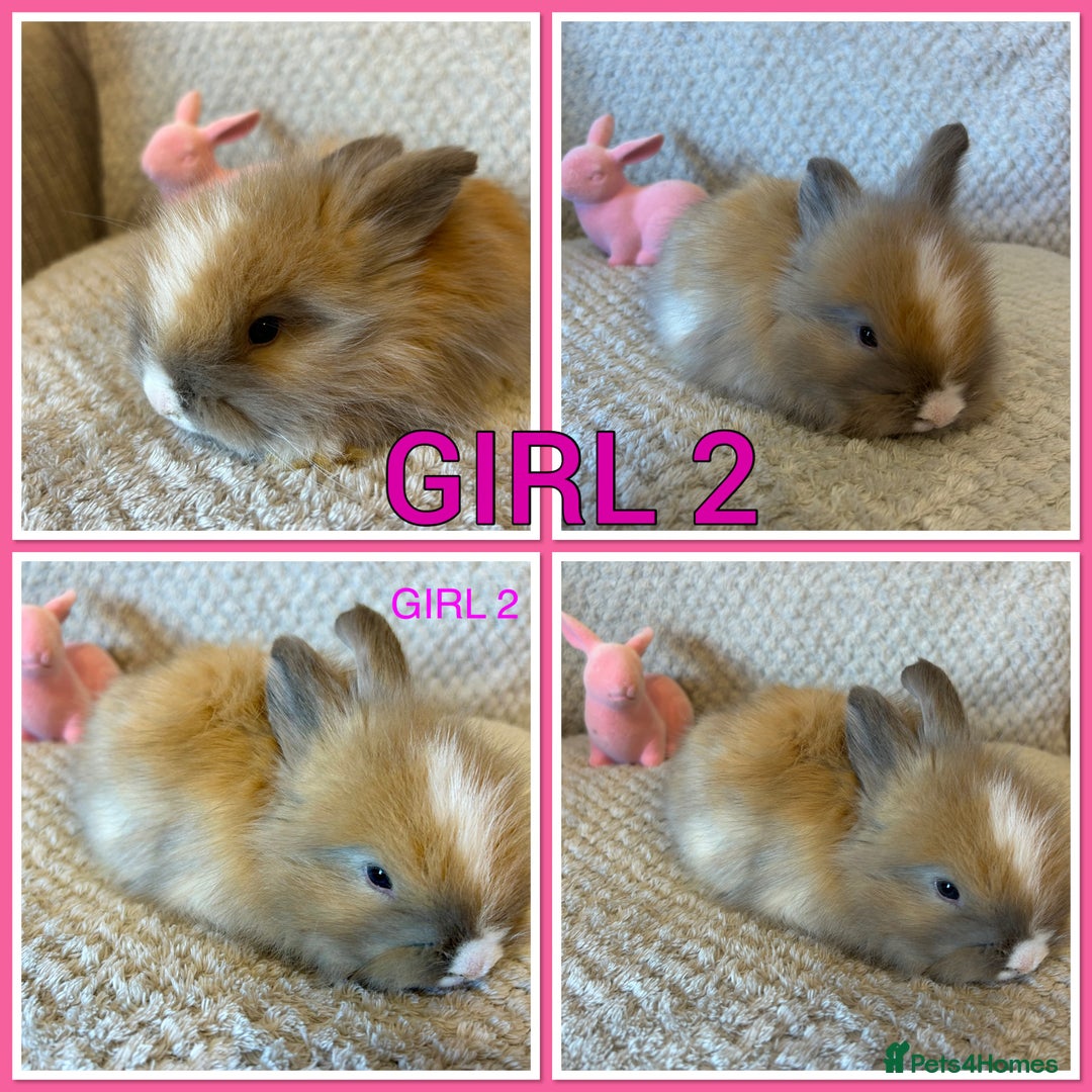 Angora rabbits for sale: English full faced Angora babies  - Image 6