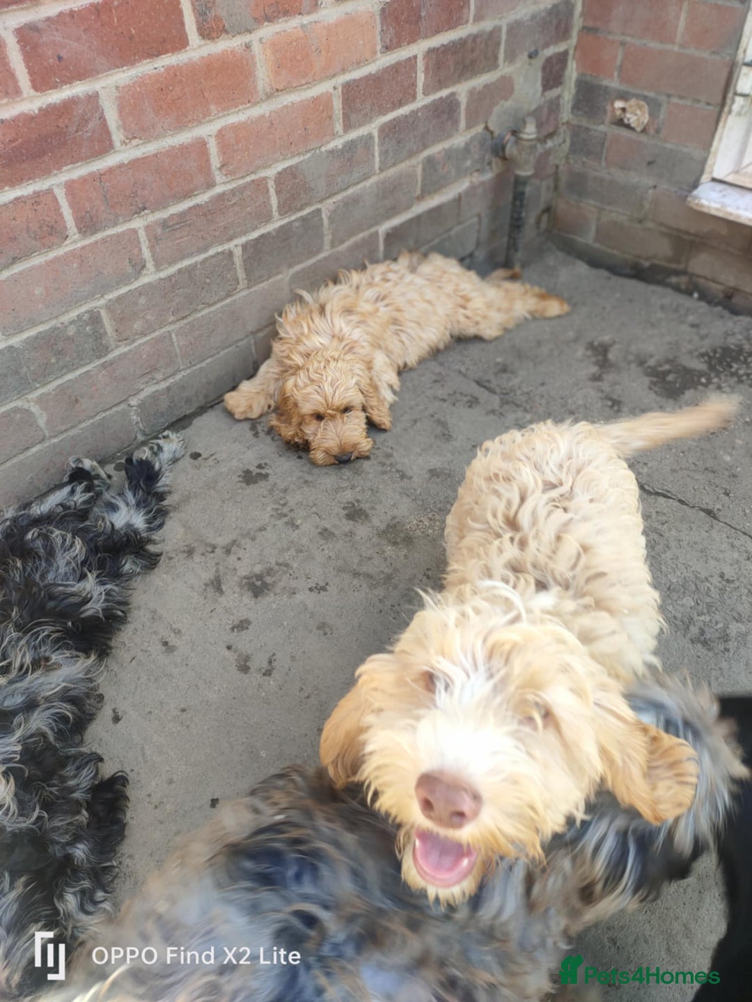 Cockapoo dogs for sale: 2 beautiful cockapoo desperate for forever homes  - Image 29