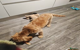 Cavapoo dogs for sale: REHOMING  - Advert 13