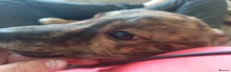 Lurcher dogs for sale: Beautiful Working Stock Male Lurcher Puppy - Advert 3