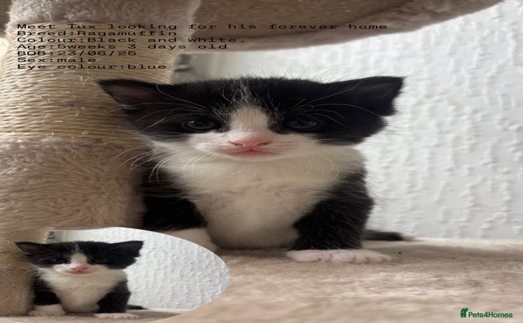 RagaMuffin cats - Advert 1