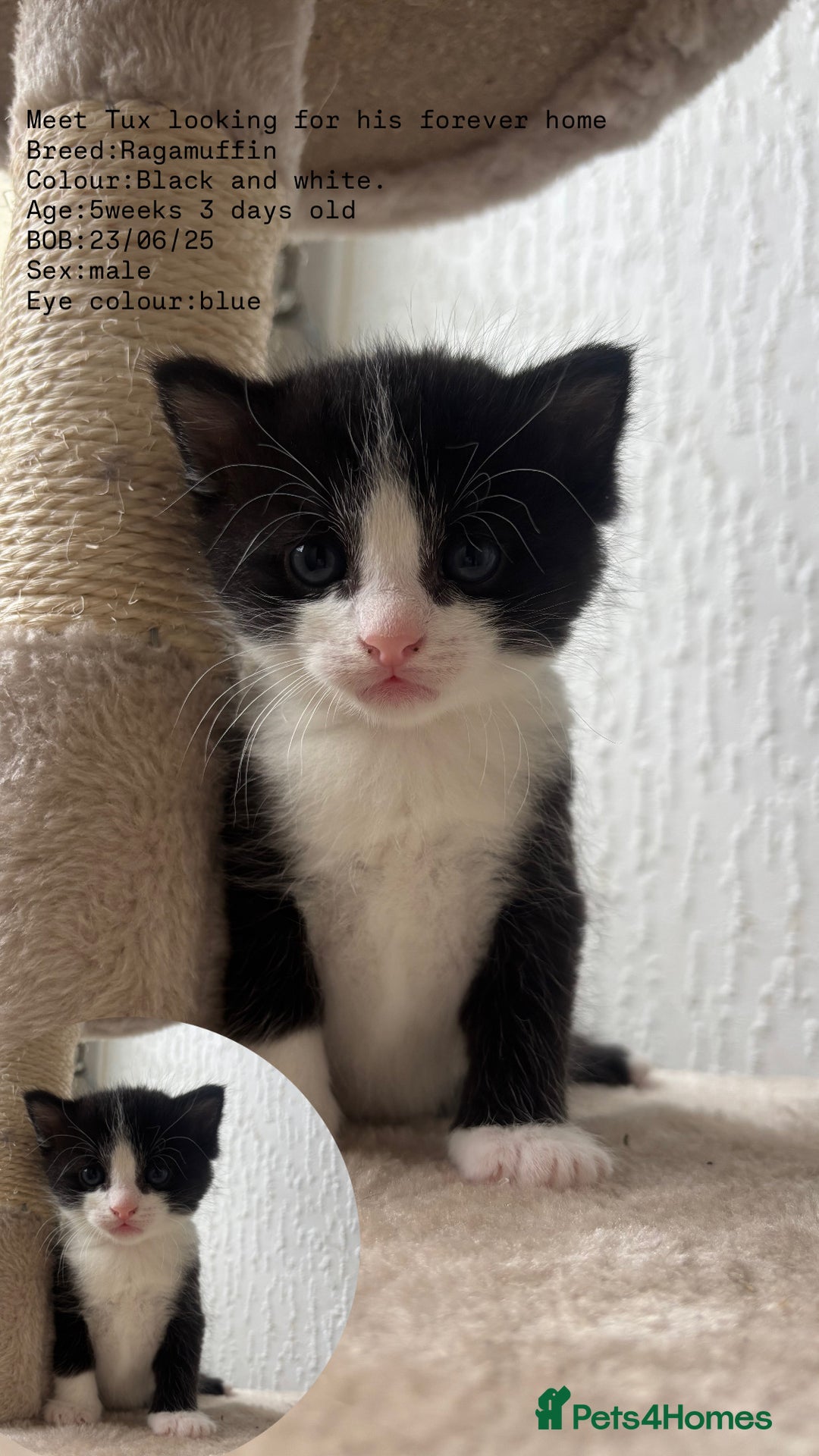 RagaMuffin cats for sale: 5 week old kittens 2boys 1girl - Image 1