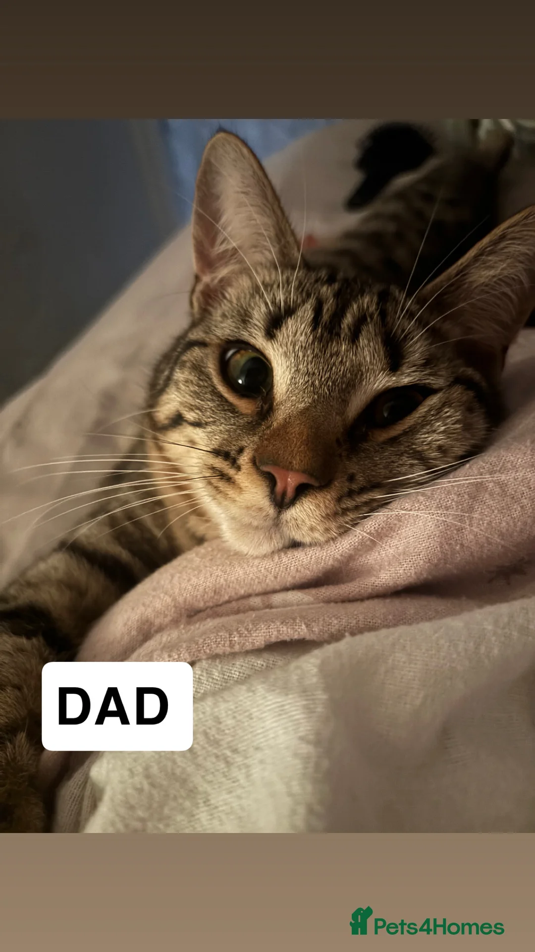 Mixed Breed cats for sale: mixed breed kittens for sale  - Advert 11