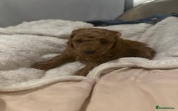 Maltipoo dogs for sale: Maltipoo pups ready to go around 22nd December - Advert 10