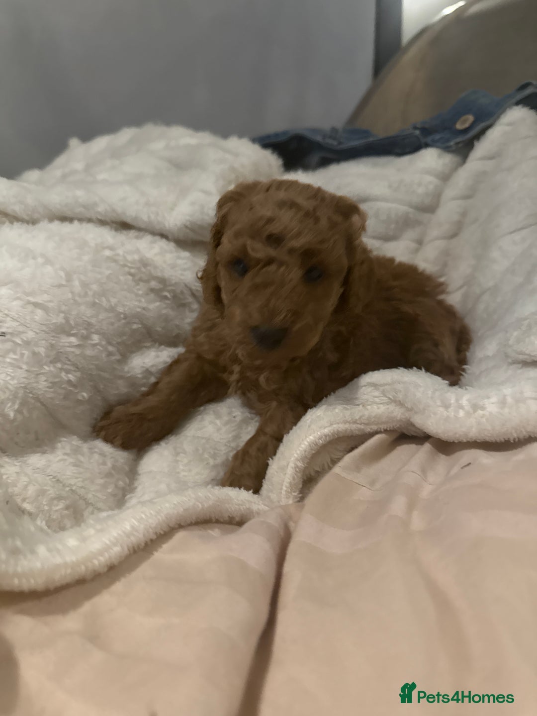 Maltipoo dogs for sale: Maltipoo pups ready to go around 22nd December - Advert 10