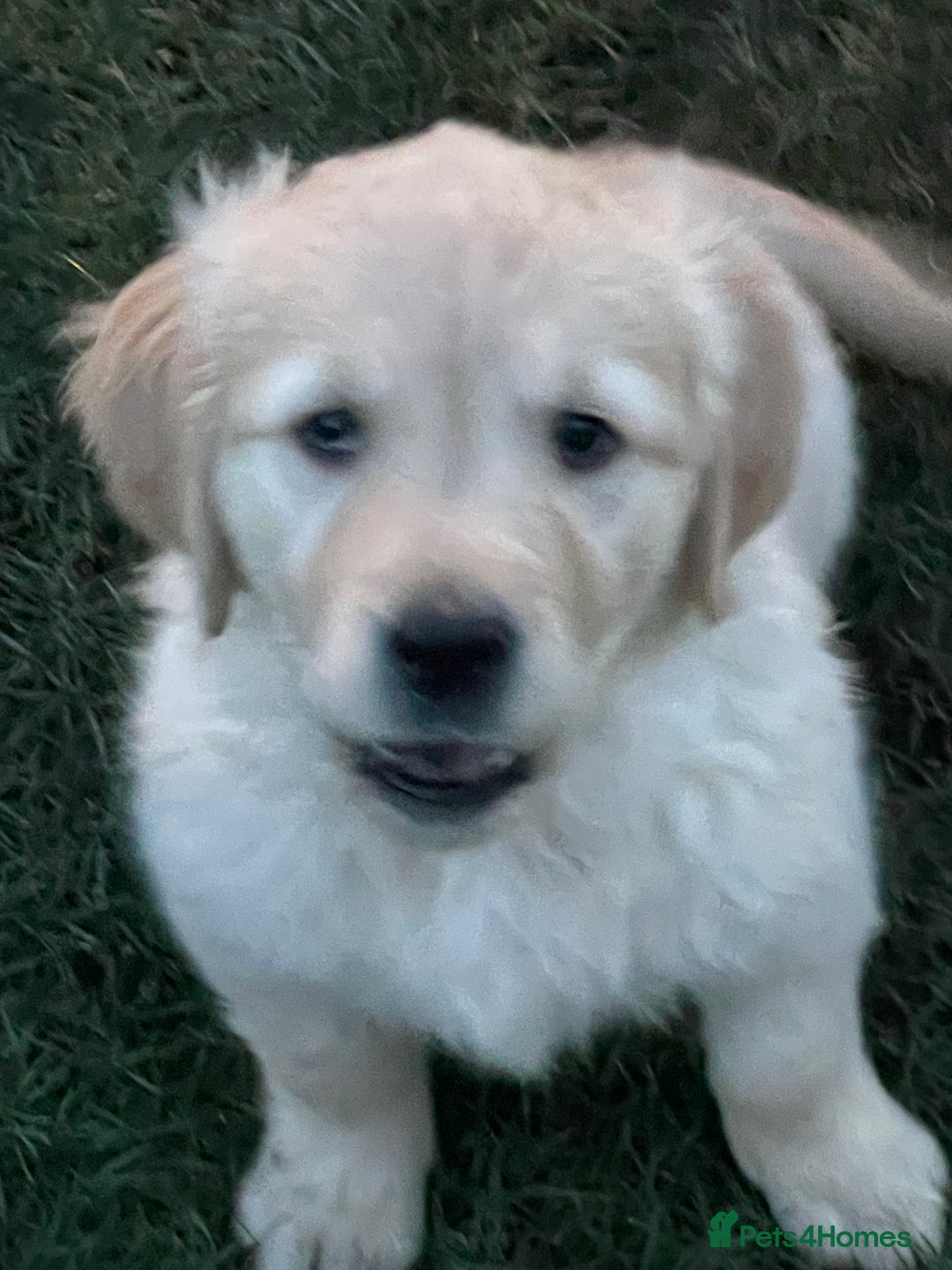 Golden Retriever dogs for sale: Stunning golden retriever puppies  - Advert 1