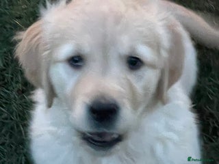 Golden Retriever dogs Stunning golden retriever puppies - Advert 3