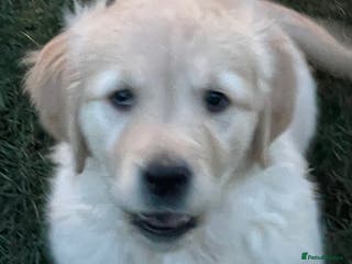 Golden Retriever dogs Stunning golden retriever puppies - Advert 3