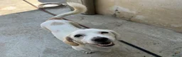 Mixed Breed dogs for adoption: Margot in Oxford - Advert 13