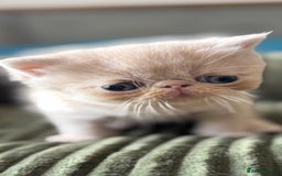 Exotic cats for sale: Superb GCCF Exotic kittens Health Tested parents - Image 5