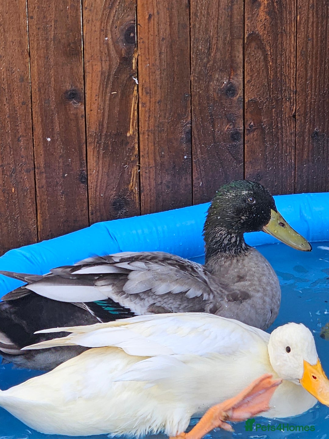 Ducks poultry for sale: Pets ducks  - Image 2