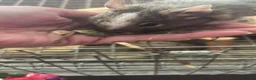 Degus rodents for sale: Two male bonded degus looking for a new home - Advert 4