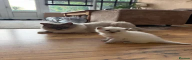 Ragdoll 4