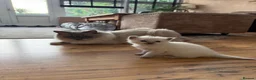 Ragdoll cats for sale: Beautiful blue point radgdoll kittens  - Advert 17