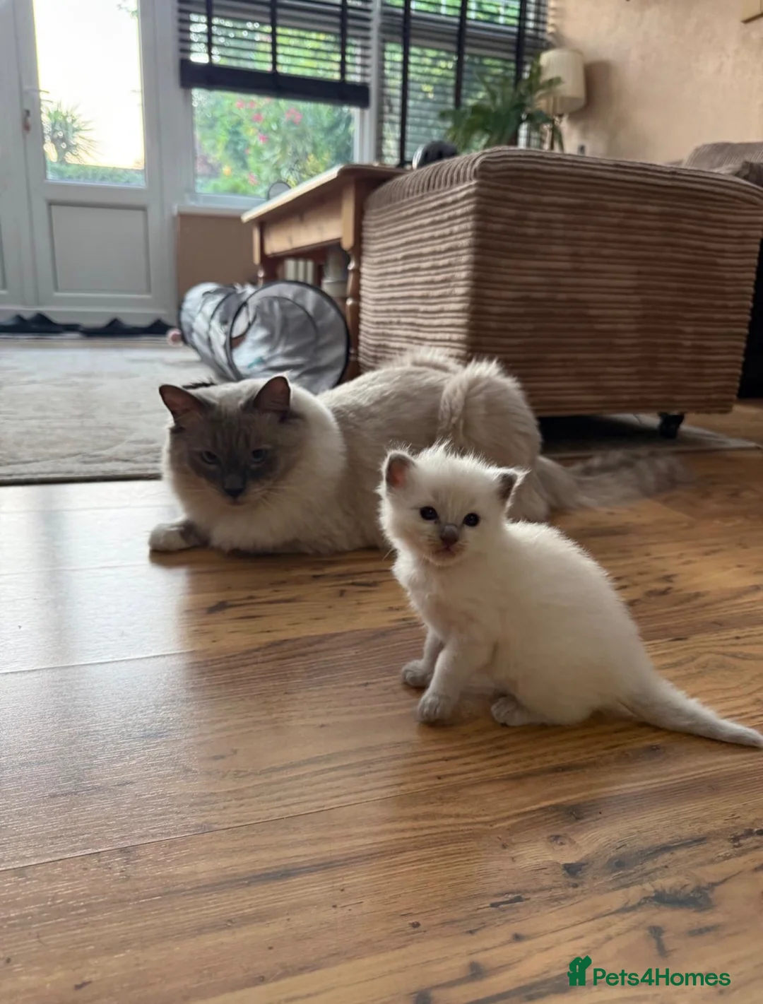 Ragdoll cats for sale: Beautiful blue point radgdoll kittens  - Advert 17