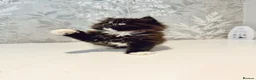 Persian cats for sale: Beautiful Long-Haired Persian Kittens - PKD neg - Advert 15
