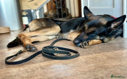 German Shepherd dogs for sale: 8 year old GSD bitch looking for a new home.  - Image 7