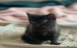 Bombay cats for sale: Black kitten 2 months  - Image 2
