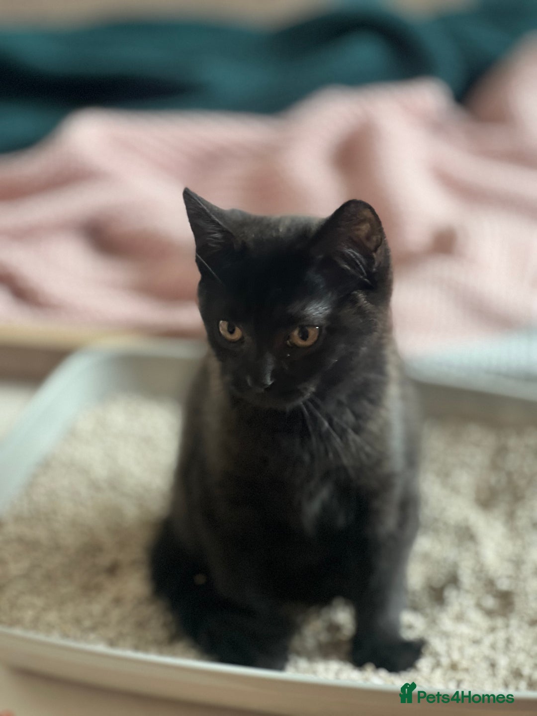 Bombay cats for sale: Black kitten 2 months  - Image 2