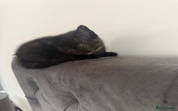 British Shorthair cats for sale: Black British Shorthair-Persian-cross - Image 2