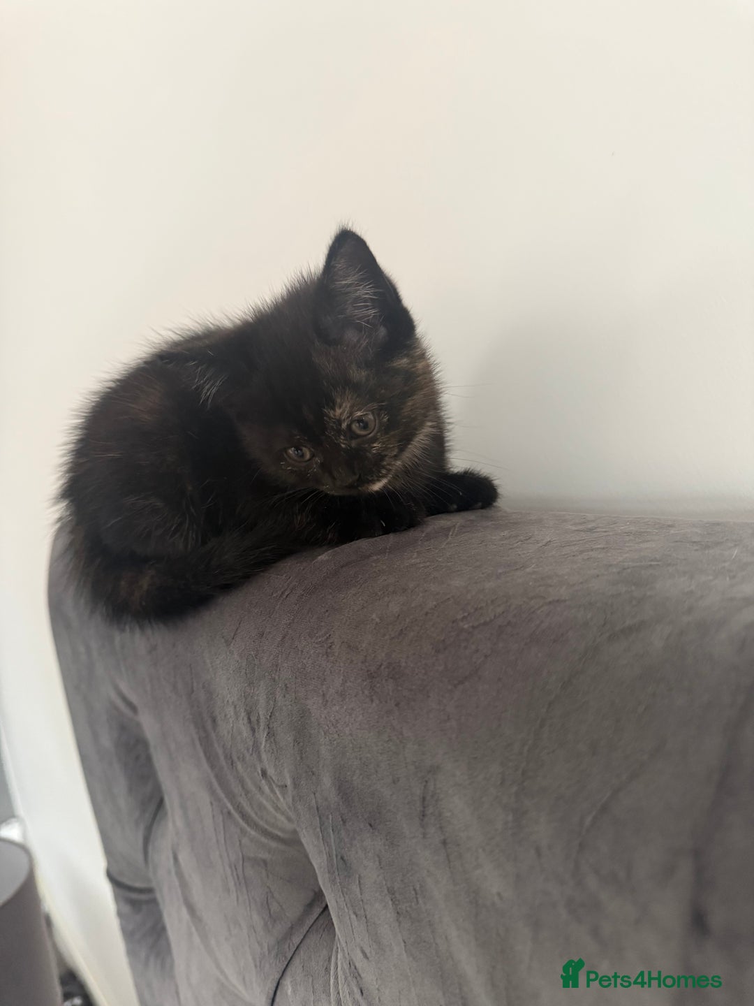 British Shorthair cats for sale: Black British Shorthair-Persian-cross - Image 2