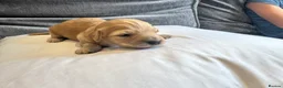 Dachshund dogs for sale: KC REG long haired miniature dachshund - Advert 28