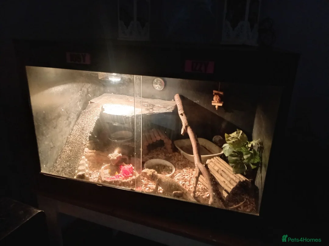 Bearded Dragon reptiles for sale: Bearded Dragons x 2 (1 Male, 1 Female)  in Elland - Advert 6