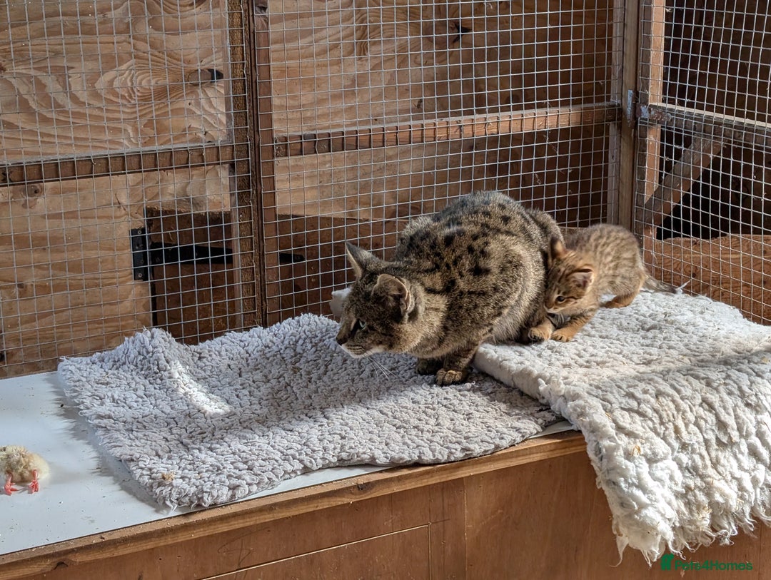 Savannah cats for sale: Tica reg  Savannah F3 HP - Image 3