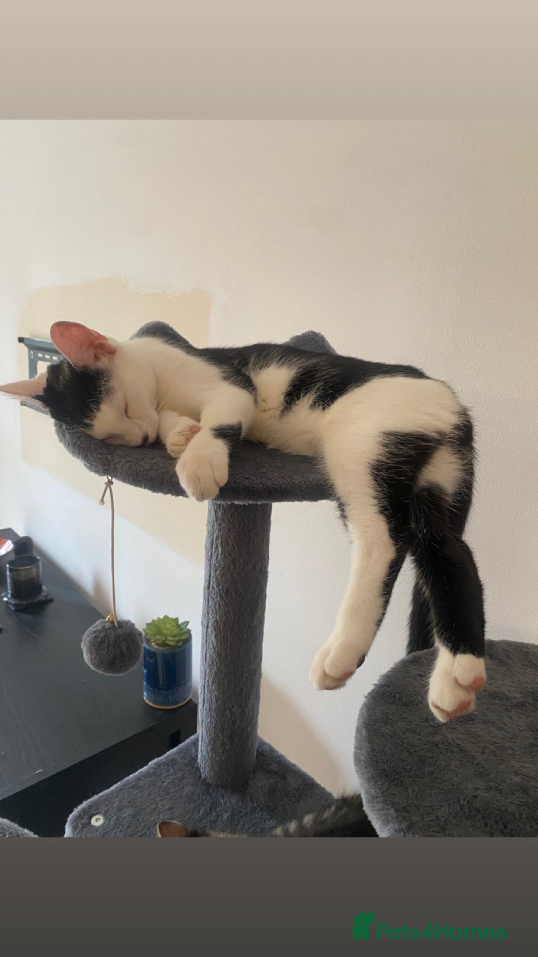 Mixed Breed cats for sale: BEAUTIFUL BLACK AND WHITE KITTENS 🐱  - Image 11