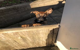 Belgian Shepherd Dog dogs for sale: Lovely Belgian malinois  - Image 1